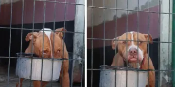Gemlik Belediyesi’nden “Tuborg” İsimli Köpek Hakkında Açıklama