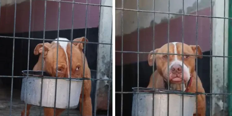 Gemlik Belediyesi’nden “Tuborg” İsimli Köpek Hakkında Açıklama