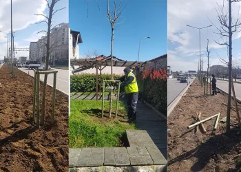 Bursa’nın 700 yıllık mirası 700 çınarla kök salıyor