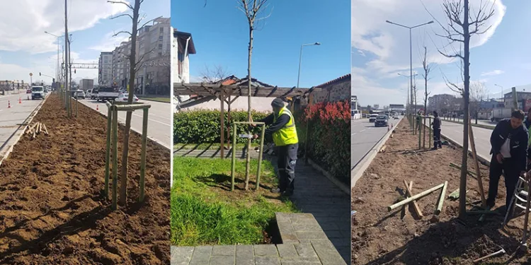 Bursa’nın 700 yıllık mirası 700 çınarla kök salıyor