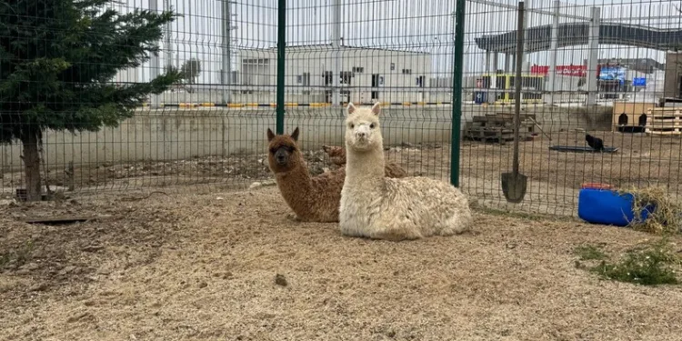 Otomobil demir bariyere ok gibi saplandı: Karı koca ölümden döndü