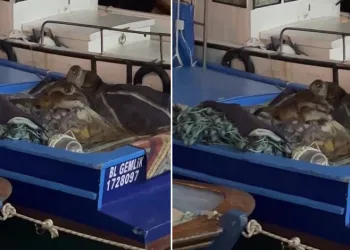 Aç kalan anne su samuru ve yavruları tekneye sığındı