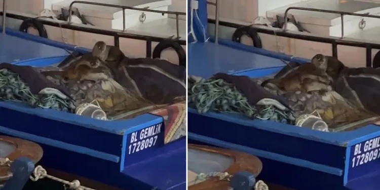 Aç kalan anne su samuru ve yavruları tekneye sığındı