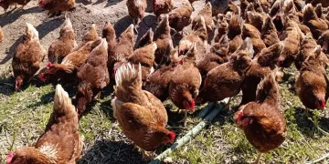Ev kiraları şehirden kaçırdı, köyde “gezen tavuk” çiftliği kurdu