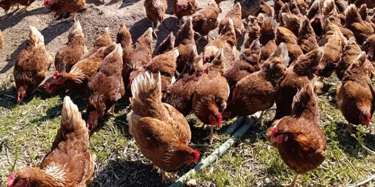 Ev kiraları şehirden kaçırdı, köyde “gezen tavuk” çiftliği kurdu