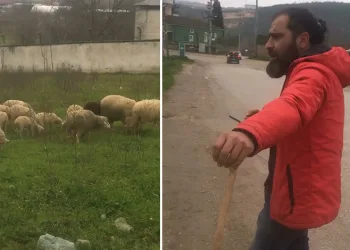 Bursa’da çoban, sesiyle herkesi mest etti