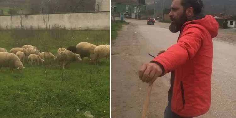 Bursa’da çoban, sesiyle herkesi mest etti