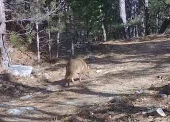 Uludağ’da Altın Çakallar fotokapana yakalandı