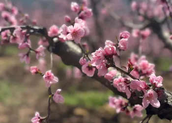 Siyahların ardında açan pembe şeftali çiçekleri