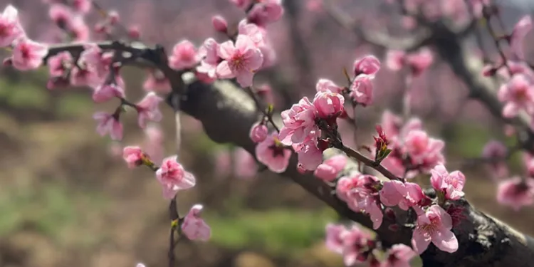 Siyahların ardında açan pembe şeftali çiçekleri