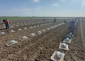 Karacabey Ovası’nda turfanda karpuz ekimi başladı