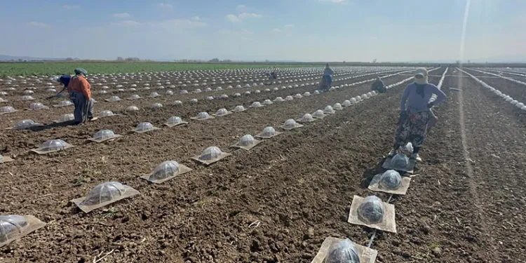 Karacabey Ovası’nda turfanda karpuz ekimi başladı