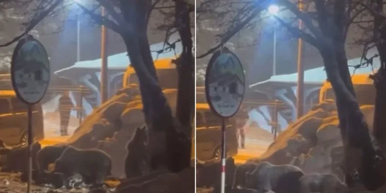 Uludağ’da kış uykusundan uyanan ayı ailesi Sarıalan’a indi