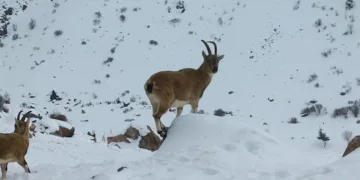 Demirkazık’ta yaban hayatı için yemleme çalışmaları sürüyor