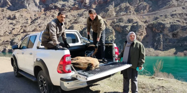 Elazığ’da yaralı dağ keçisi için ekipler seferler oldu