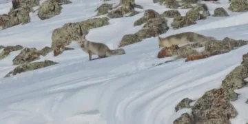 Tilkiler yol kenarında yiyecek aradı