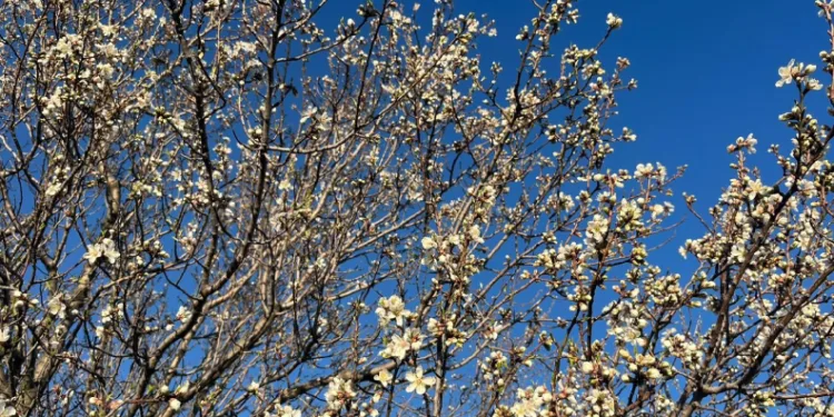 Emet’te badem ağaçları çiçek açtı