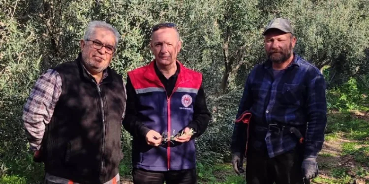 Aydın’da zeytin bahçeleri kontrol edildi