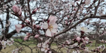 Yalancı bahara aldanan ağaçlar erkenden çiçek açtı