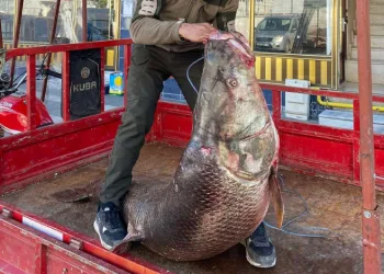 Çüngüş’te 100 kiloluk turna balığı yakalandı
