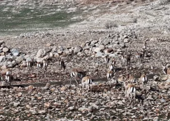 Cudi Dağında ceylan popülasyonu 165’e ulaştı