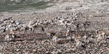 Cudi Dağında ceylan popülasyonu 165’e ulaştı