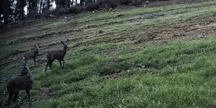 Ganos Dağları’nda karaca sürüsü fotokapana yansıdı