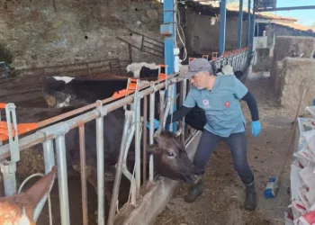Aydın’da şap ve hastalıklara karşı aşılama çalışmaları sürüyor