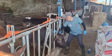 Aydın’da şap ve hastalıklara karşı aşılama çalışmaları sürüyor