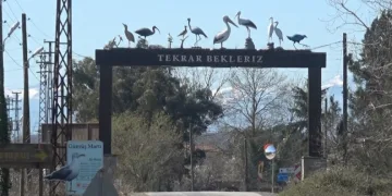 Leylekler baharın müjdesiyle geri döndü