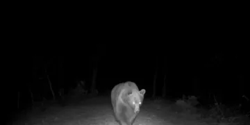Safranbolu’da boz ayı fotokapanla görüntülendi