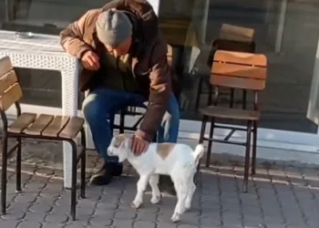 Edirne’de de “keçi ile alışveriş” keyfi