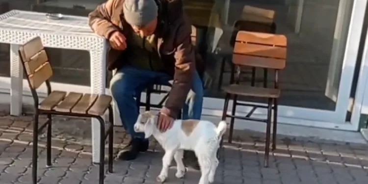 Edirne’de de “keçi ile alışveriş” keyfi