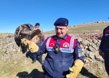 Yozgat’ta yaralı puhu kurtarıldı