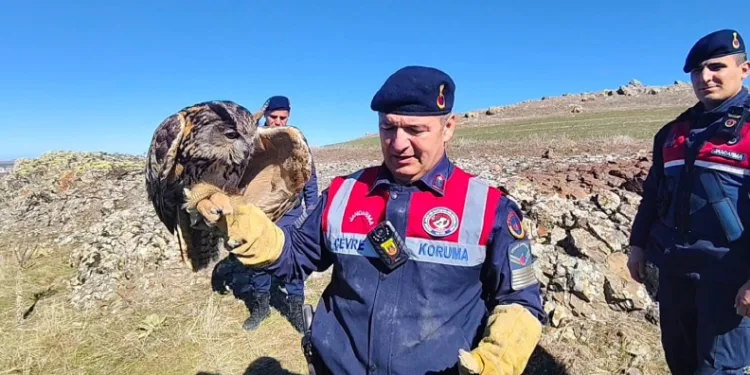Yozgat’ta yaralı puhu kurtarıldı