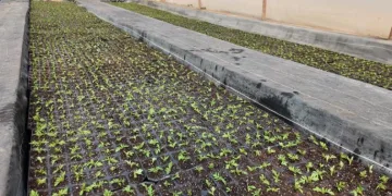 Şanlıurfa’da seralarda 400 bin yazlık çiçek üretiliyor