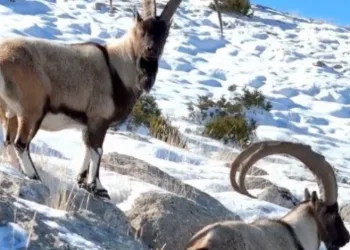 Kahramanmaraş’ta yaban keçileri görüntülendi