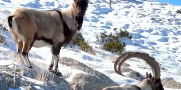 Kahramanmaraş’ta yaban keçileri görüntülendi