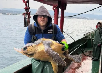 Gelibolu açıklarında ağlara takılan caretta caretta denize geri salındı
