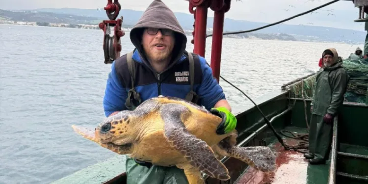 Gelibolu açıklarında ağlara takılan caretta caretta denize geri salındı