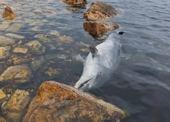 Kınalıada’da ölü yunus kıyıya vurdu