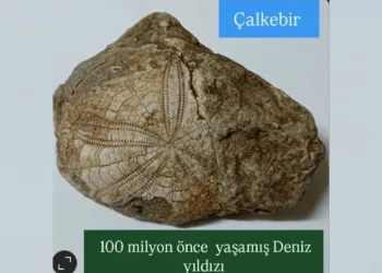 Baklan’da milyonlarca yıllık deniz yıldızı fosili bulundu