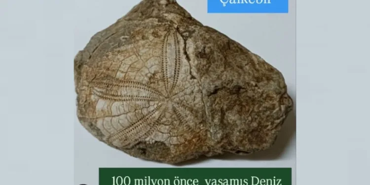 Baklan’da milyonlarca yıllık deniz yıldızı fosili bulundu