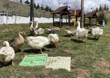 Şehirde renkli görüntüler oluşturan firari kazlar, yuvalarında görüntülendi