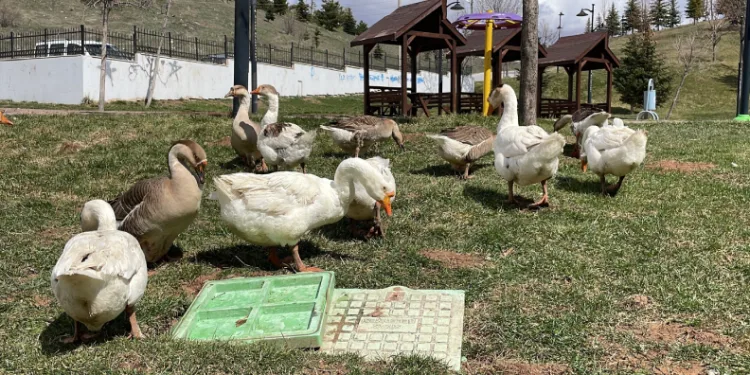 Şehirde renkli görüntüler oluşturan firari kazlar, yuvalarında görüntülendi