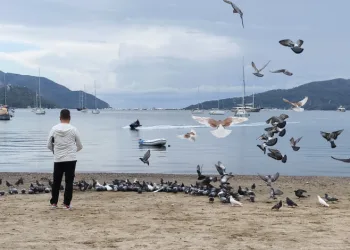 Marmaris’te güvercinler kışın boşalan sahili mesken tuttu