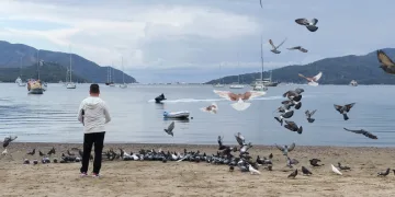Marmaris’te güvercinler kışın boşalan sahili mesken tuttu
