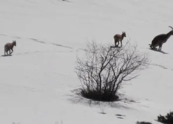 Tunceli’de şamua sürüsü görüntülendi