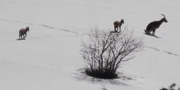Tunceli’de şamua sürüsü görüntülendi
