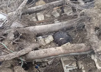 Başkale’de ahır çöktü: 20 küçükbaş hayvan göçük altında kaldı
